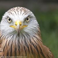 Buy canvas prints of A close up of a Red Kite by Richard Ashbee