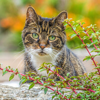 Buy canvas prints of Animal cat by Richard Ashbee