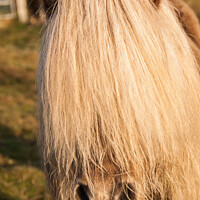 Buy canvas prints of A hairy Shetland Pony by Richard Ashbee