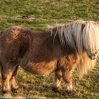 Buy canvas prints of Shetland Pony with cream forelock by Richard Ashbee