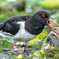 Buy canvas prints of Oystercatcher by Richard Ashbee