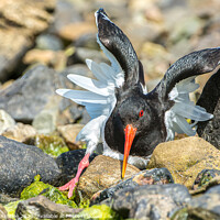 Buy canvas prints of Oystercatcher using distraction technique by Richard Ashbee