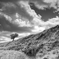 Buy canvas prints of The lonely tree by Richard Ashbee