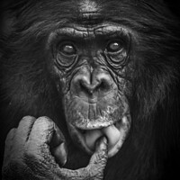 Buy canvas prints of Thoughtful chimp by Richard Ashbee