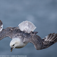Buy canvas prints of Fulmar hovering in the wind by Richard Ashbee