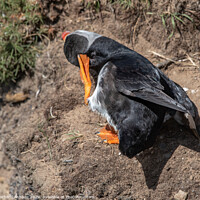 Buy canvas prints of Puffin having a scratch by Richard Ashbee