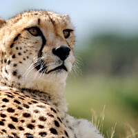 Buy canvas prints of a portrait of a Cheetah  by Richard Ashbee