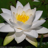 Buy canvas prints of White water lily by Richard Ashbee