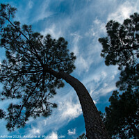 Buy canvas prints of Twisted pine tree silhouette by Richard Ashbee