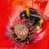 Buy canvas prints of Bee in Poppy by Richard Ashbee