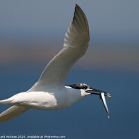Buy canvas prints of Sandwich tern with fish by Richard Ashbee
