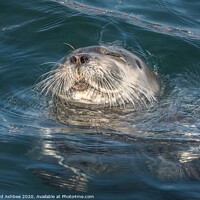 Buy canvas prints of Rare Bearded Seal by Richard Ashbee