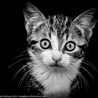Buy canvas prints of Kitten portrait in Black & White by Richard Ashbee