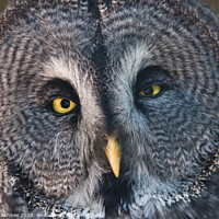 Buy canvas prints of Great Grey Owl by Richard Ashbee