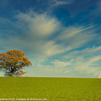 Buy canvas prints of Lonely autumn tree by Richard Ashbee