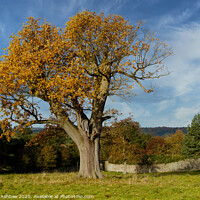 Buy canvas prints of The old tree by Richard Ashbee