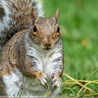 Buy canvas prints of Grey Squirrel by Richard Ashbee