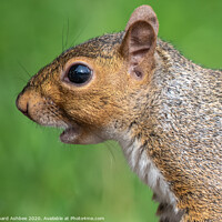 Buy canvas prints of A close up of a squirrel calling by Richard Ashbee