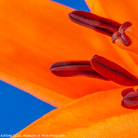 Buy canvas prints of Orange Lily  by Richard Ashbee