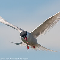 Buy canvas prints of Arctic tern attack by Richard Ashbee