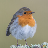 Buy canvas prints of Christmas Robin by Richard Ashbee