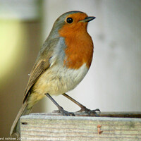 Buy canvas prints of Christmas robin, a garden visitor by Richard Ashbee