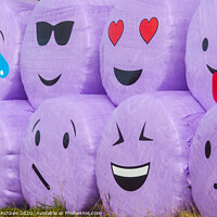 Buy canvas prints of The humorous faces of haybales at Boddam Shetland by Richard Ashbee