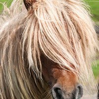 Buy canvas prints of A close up of a brown Shetland Pony standing in a  by Richard Ashbee