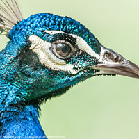 Buy canvas prints of Peacock face by Richard Ashbee