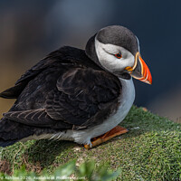 Buy canvas prints of Shetland Puffin resting on a cliff ledge by Richard Ashbee