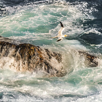 Buy canvas prints of Gannet flies over a stormy sea in Shetland by Richard Ashbee