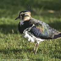 Buy canvas prints of Female Lapwing stood in a grassy field by Richard Ashbee