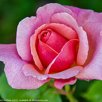 Buy canvas prints of Pink Rose by Richard Ashbee