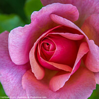 Buy canvas prints of Pink Rose by Richard Ashbee