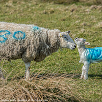 Buy canvas prints of A mother greets one of its new born lambs by Richard Ashbee