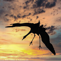 Buy canvas prints of Common Crane landing at Sunset in Norfolk by Richard Ashbee