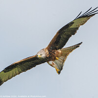 Buy canvas prints of Red Kite in flight by Richard Ashbee