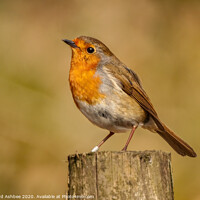 Buy canvas prints of A Christmas Robin comes with one of the five `Silv by Richard Ashbee