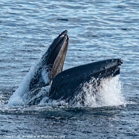 Buy canvas prints of Humpback Whale lunge feeding in Shetland  by Richard Ashbee