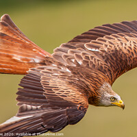 Buy canvas prints of Red Kite in flight by Richard Ashbee