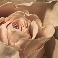 Buy canvas prints of Close up of a peach Rose  by Richard Ashbee