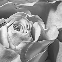 Buy canvas prints of White rose petals by Richard Ashbee