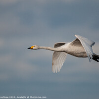 Buy canvas prints of Whooper swan in flight by Richard Ashbee