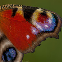 Buy canvas prints of Close up of a Peacock Butterfly wing  by Richard Ashbee