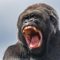 Buy canvas prints of A close up of a Gorilla roaring  by Richard Ashbee
