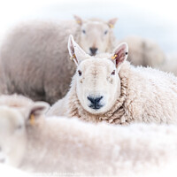 Buy canvas prints of Sheep in the snow by Richard Ashbee