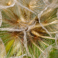 Buy canvas prints of Close up of a dandelion clock head by Richard Ashbee