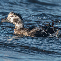 Buy canvas prints of Close up of a female Long Tailed Duck by Richard Ashbee