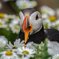 Buy canvas prints of Shetland Puffin sat in a  patch of moon penny yawn by Richard Ashbee