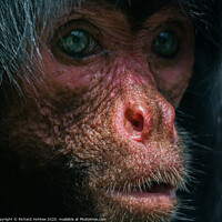 Buy canvas prints of Human like portrait of a monkey by Richard Ashbee